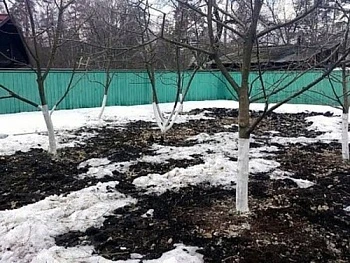 Перезимовка плодовых культур: как предотвратить снижение урожая в саду
