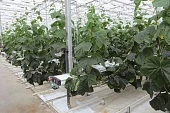 Новые возможности для тепличной отрасли