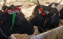 Старейшее хозяйство Коми – в числе лучших предприятий по производству молочной продукции в республике  