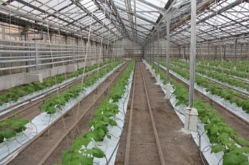 В Оренбургской области открыт модернизированный тепличный комплекс