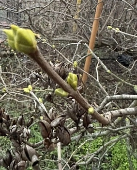 Защищаем сад от зимних оттепелей