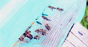 Чем пчёлы болеют зимой