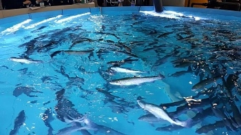 Диагностика здоровья рыбопосадочного материала