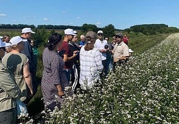 Прошло обучение органическому выращиванию гречихи