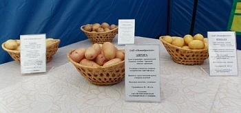 VII Фестиваль волосовской картошки