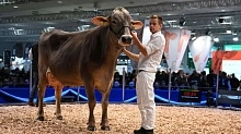 Могут ли интеллектуальные технологии решить проблему продуктивности животноводства?
