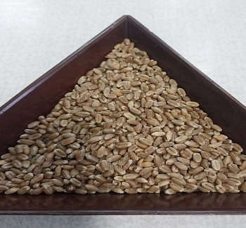 Пшеница «Злата»: сорт с хорошими хлебопекарными качествами