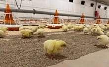 18 новых птичников построены в Вачском округе