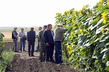 Урожай масличных культур в Челябинской области установил рекорд