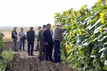 Урожай масличных культур в Челябинской области установил рекорд