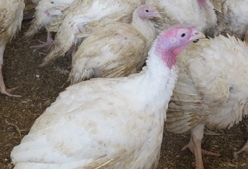 Российское индейководство - 2025: рост продолжается