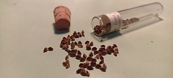 Горец вьюнковый: опасный сорняк, ценный медонос и природное лекарство