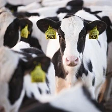 Кормовая эффективность как главный ресурс: генетика, экономика и будущее стада