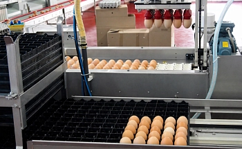 «Челны-Бройлер» наращивает производство инкубационного яйца