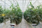 Рекорды при неизменном качестве