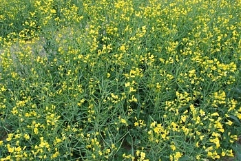 Обзор цен на рынке масличных - февраль 2026 года