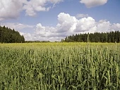 Глобальность трендов