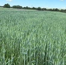 Об итогах кормозаготовительной кампании за Полярным кругом