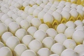 Минералы влияют на яйценоскость
