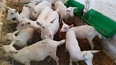 Экологизация молочной отрасли