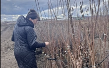 Сад начинается с саженца: как проверка качества определяет будущий урожай