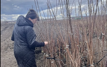 Сад начинается с саженца: как проверка качества определяет будущий урожай