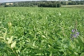 РИЗОБАКТ СП: биотехнология возделывания сельскохозяйственных культур без минеральных удобрений и фунгицидов