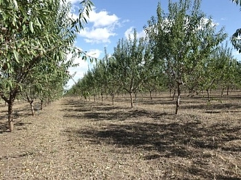 Система распознает болезни растений с точностью до 90%