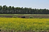 Особая роль горчицы