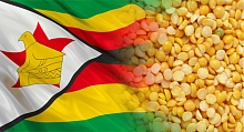 Гуманитарный горох для Зимбабве