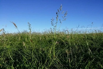 Овсяница луговая — ценная кормовая культура