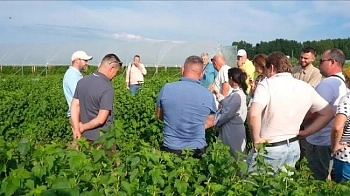 Семинар по выращиванию черной смородины