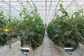 Овощи из теплиц: куда растем?