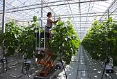 Рост инвестиций в тепличные хозяйства продолжается