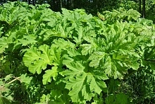 Штраф за борщевик