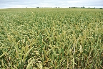 Перспективы растениеводства