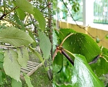 Численность насекомых-вредителей в Мурманской области увеличилась из-за аномально тёплой погоды 