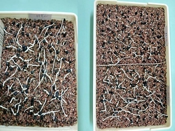 В испытательной лаборатории провели полный анализ семян спаржи