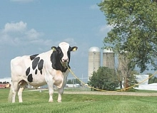 Как использовать результаты генетической оценки для снижения затрат на ветеринарное обслуживание