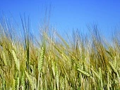 Тли на зерновых культурах