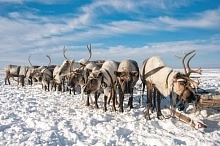 Оленеводческие хозяйства Коми нацелены на рост поголовья