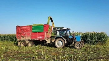 Плющеное зерно и кукурузный силос: секреты правильного хранения