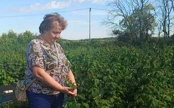 Апробация плодовых и ягодных культур прошла в Ленинградской области