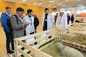 Форум овцеводов