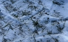 Эксперты предупреждают о рисках гибели озимых зерновых и дают рекомендации по защите посевов