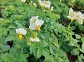 Калий, магний и картофель