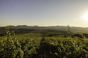 Завершен сезон сбора урожая винограда с рекордными показателями