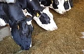Продуктивность без ацидоза