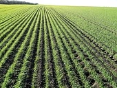 Заложи основу отличного урожая