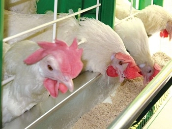 Целлобактерин-Т: от здоровья к качеству